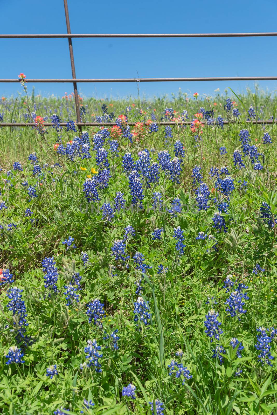 Indian Paintbrush and Bluebonnet blooming along old metal fence by trongnguyen