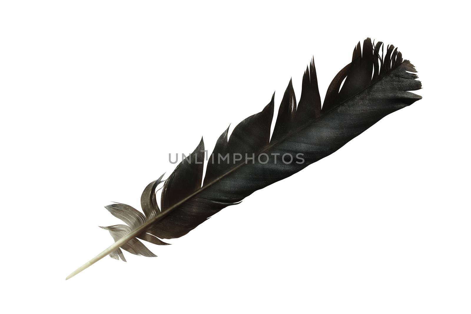 One black crow feather isolated on white background with clipping path