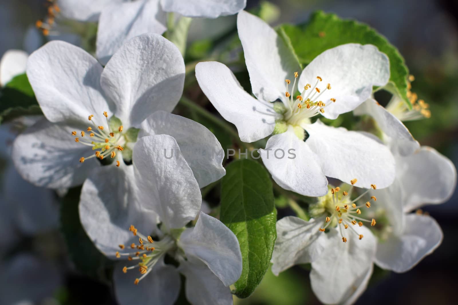White cherry flowers in spring in the garden