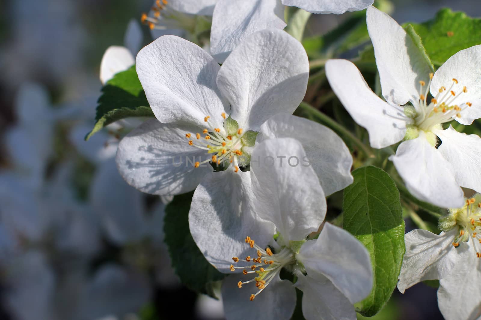 White cherry flowers in spring in the garden macro