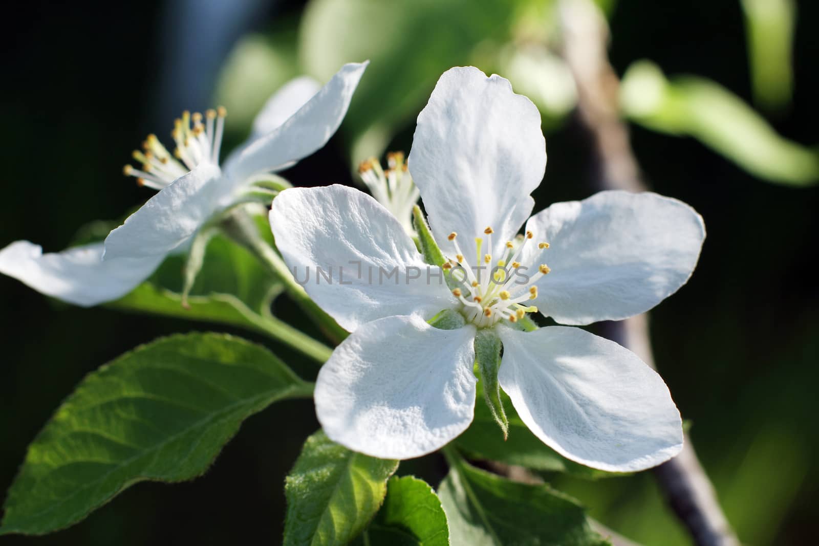White cherry flowers in spring in the garden close up