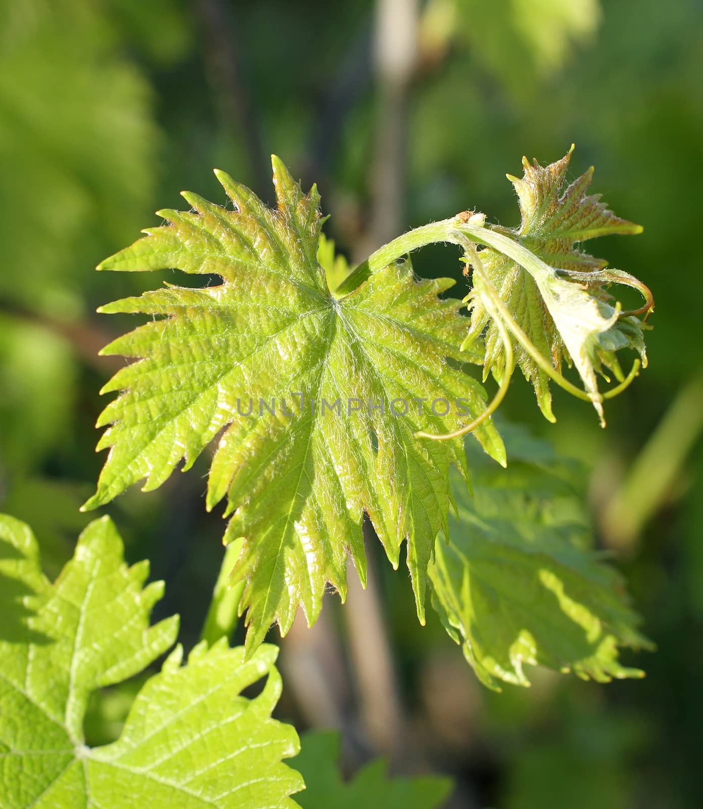 young shoots and leaves of vine in spring