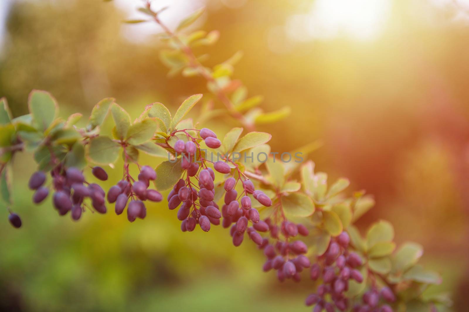 Barberry berries. Ripe autumn barberry on a green bush