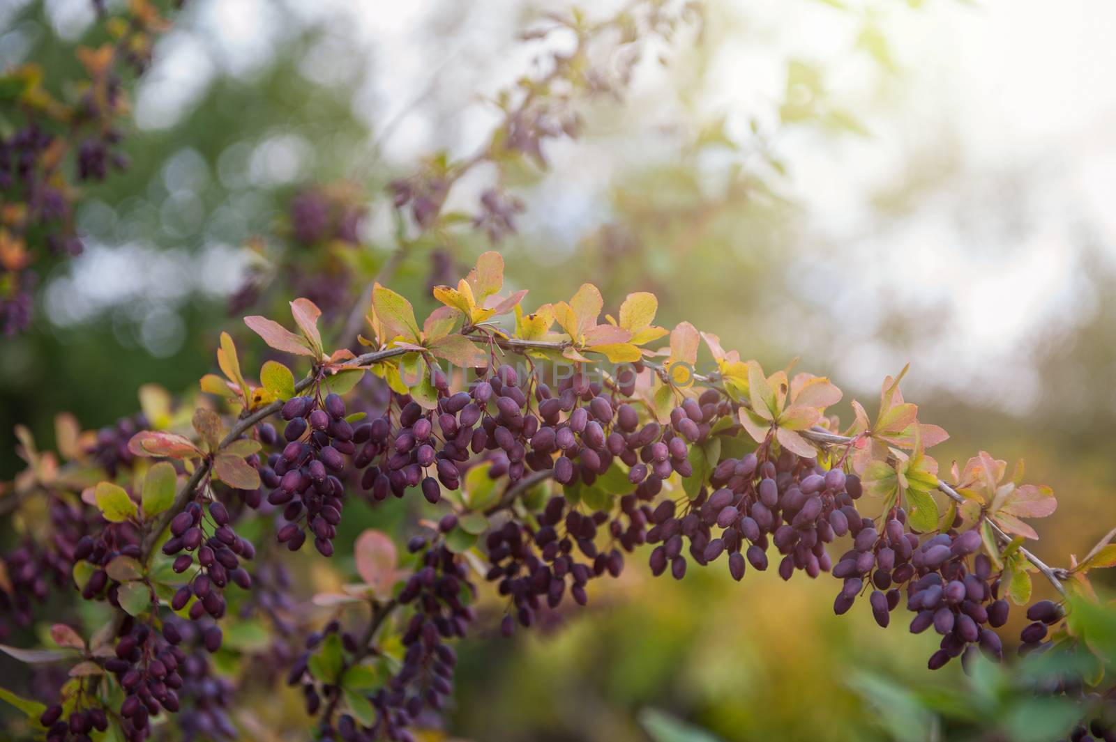 Barberry berries. Ripe autumn barberry on a green bush