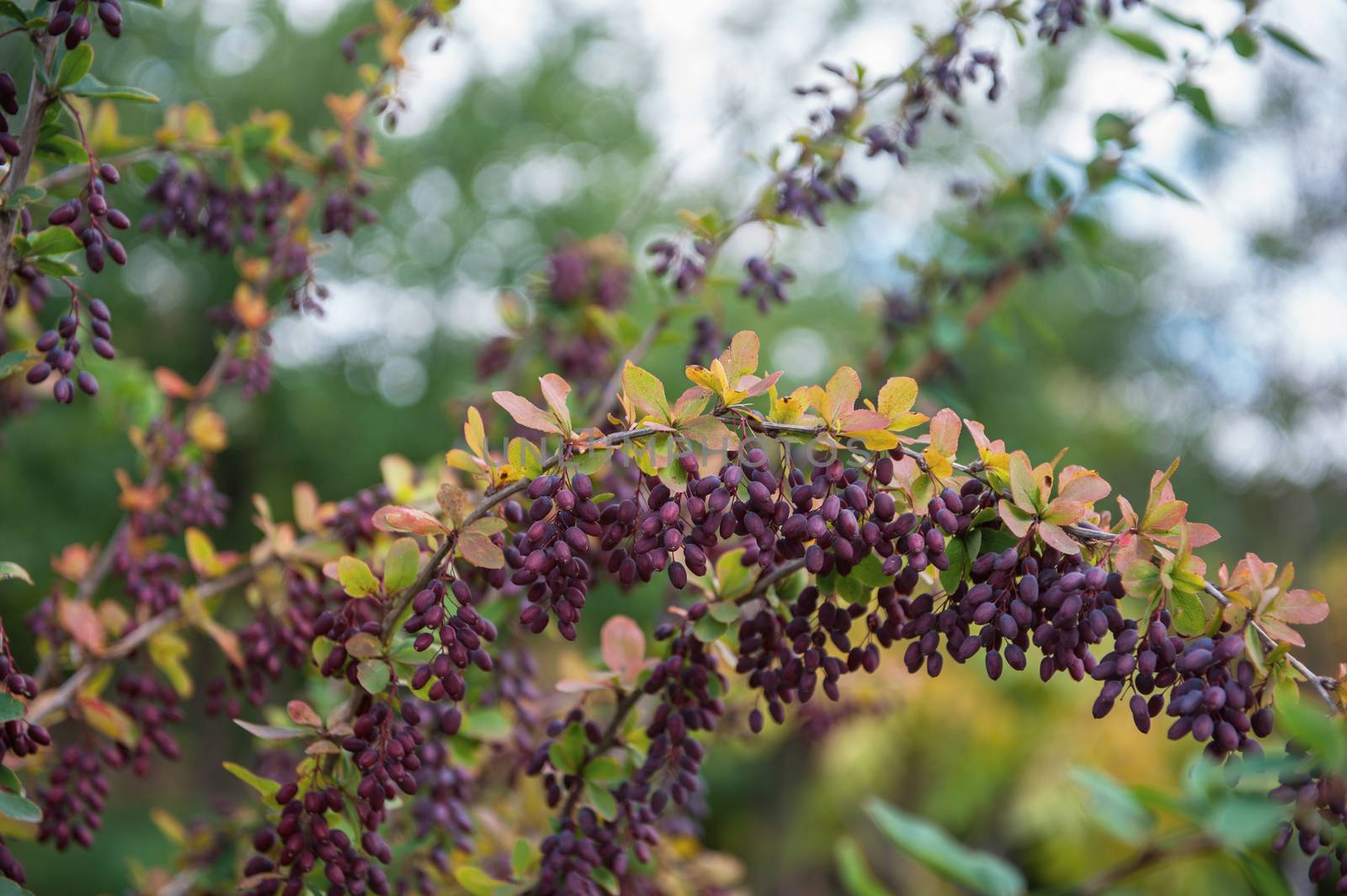 Barberry berries. Ripe autumn barberry on a green bush