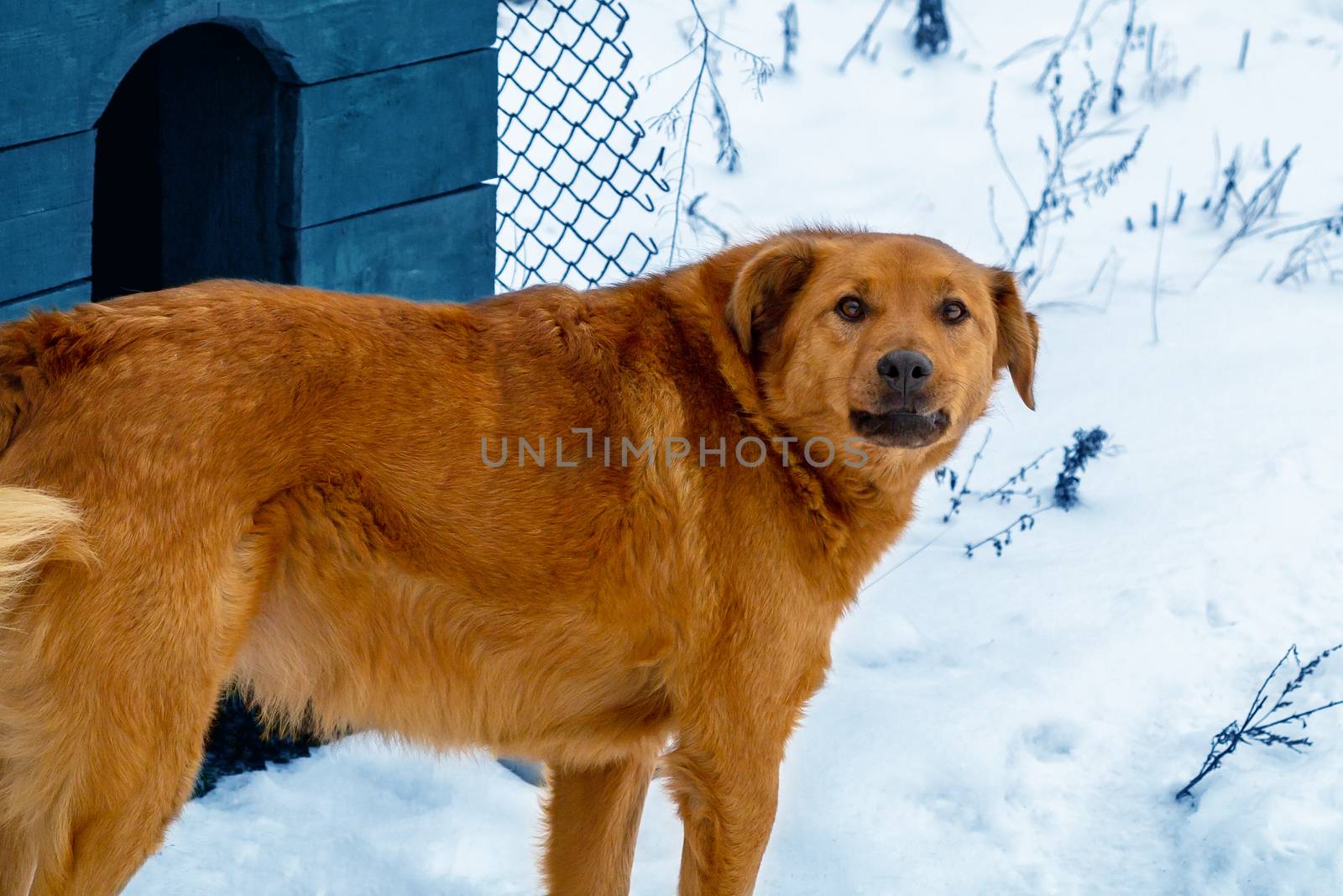 Beautiful red dog on the background of snow guards its territory, standing near his house by galsand