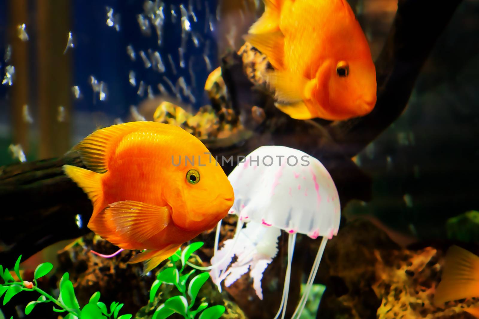 Goldfish swim in a large aquarium with green plants and air bubbles.