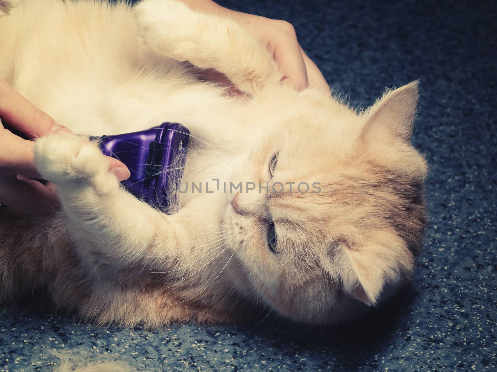 female hands combing hair on the belly of a beautiful cream cat.