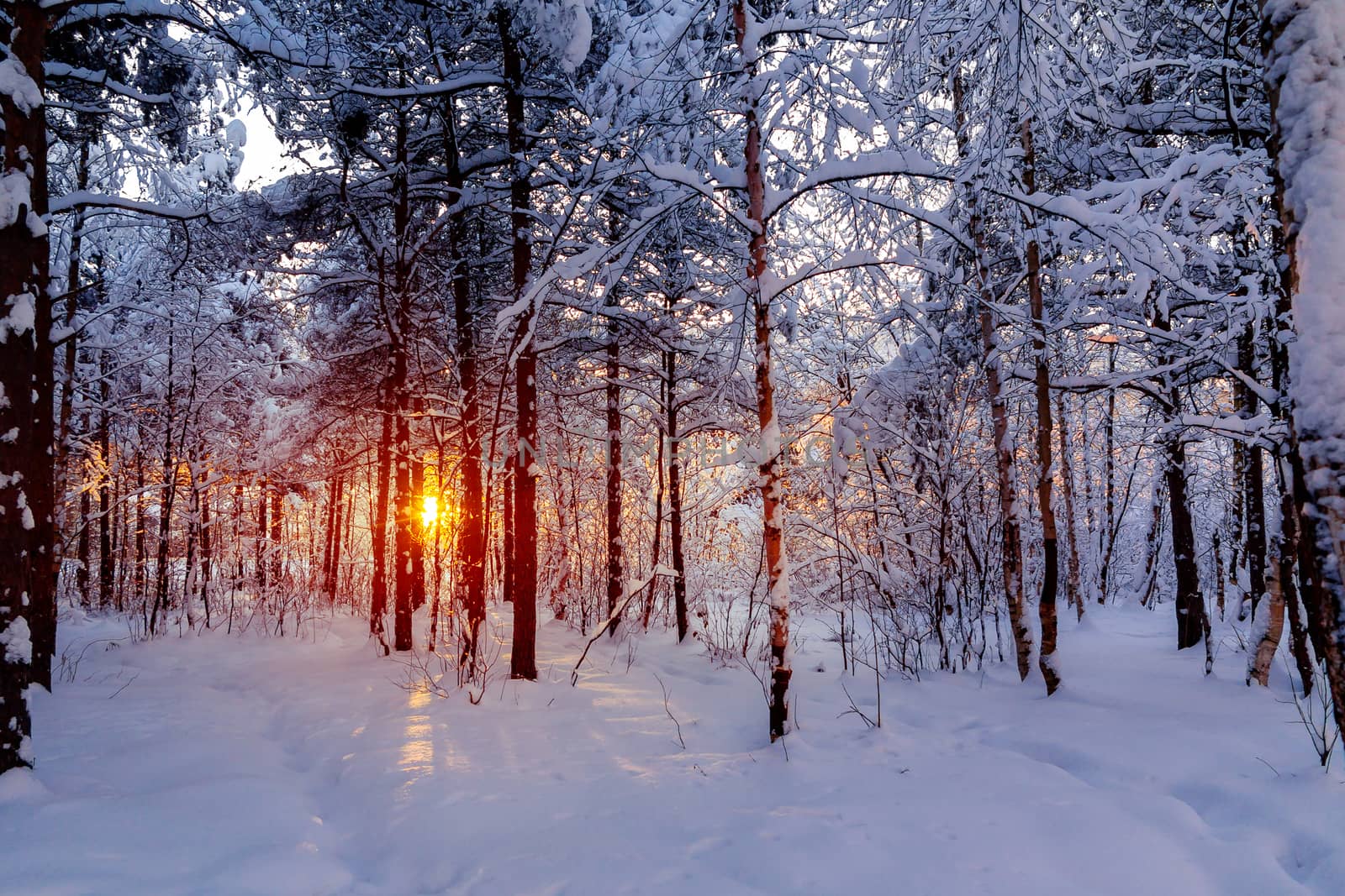 Beautiful sunset in the winter snowy forest. Sun's rays make their way through the trees by galsand