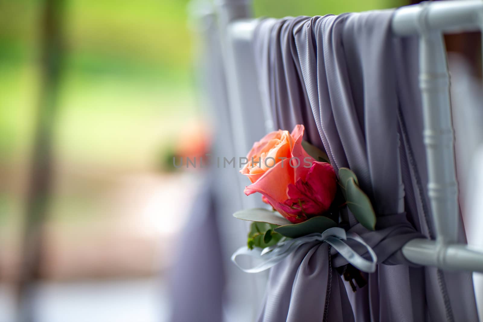 Decorated wedding chair with pink rose. Pink rose tied on back of chair in wedding party.