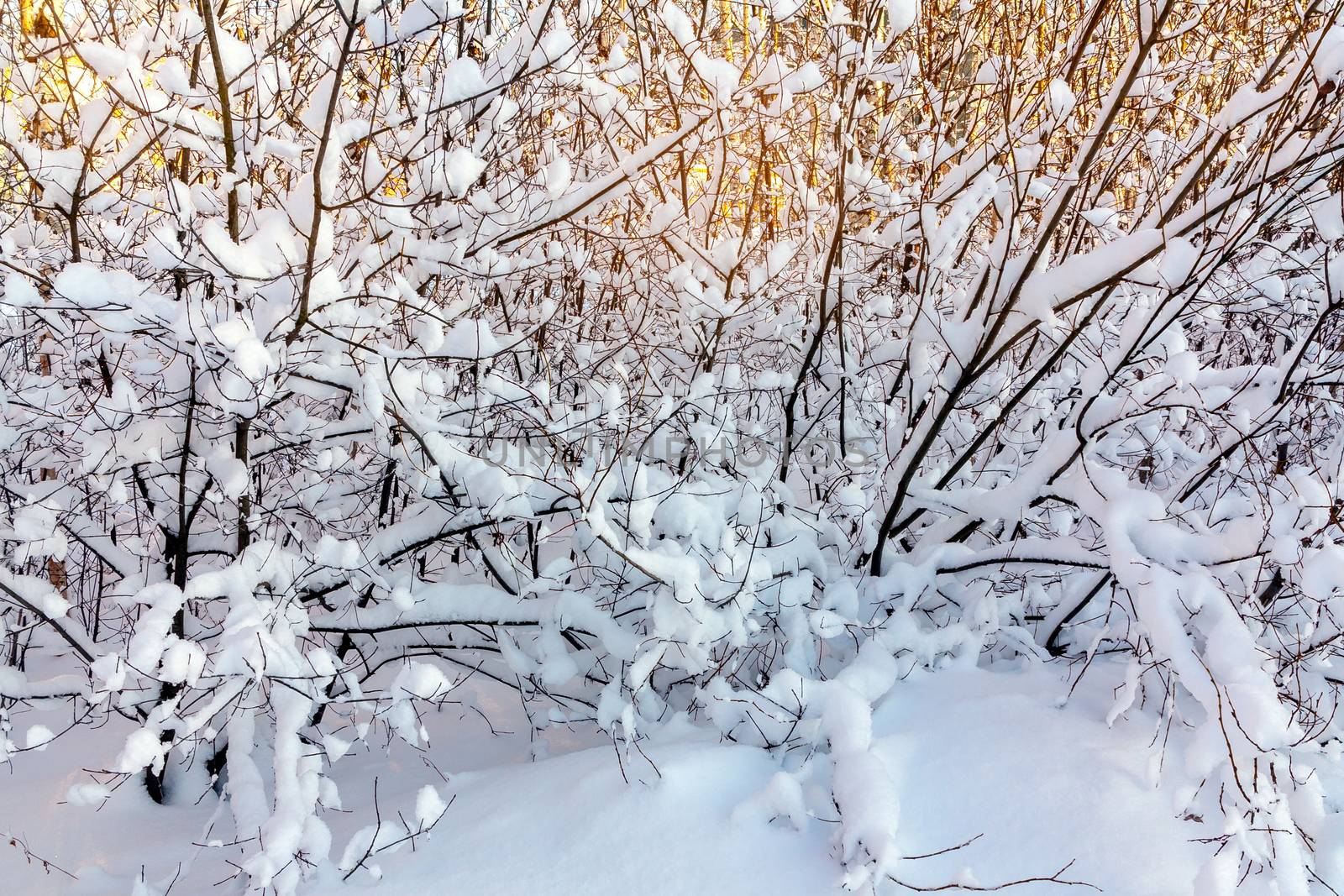 Beautiful winter landscape. Snow-covered branches of bushes in the light of sunset, can be used as a background or texture.