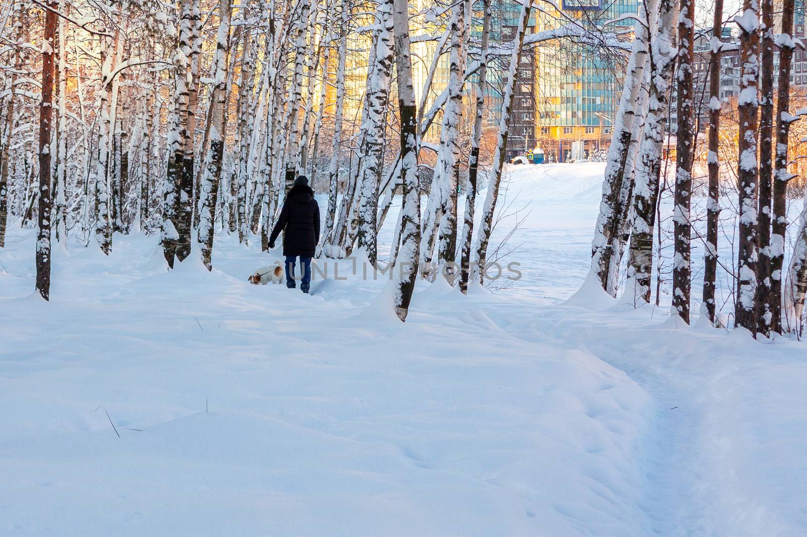 girl walks with a dog in a winter snow-covered city park by galsand