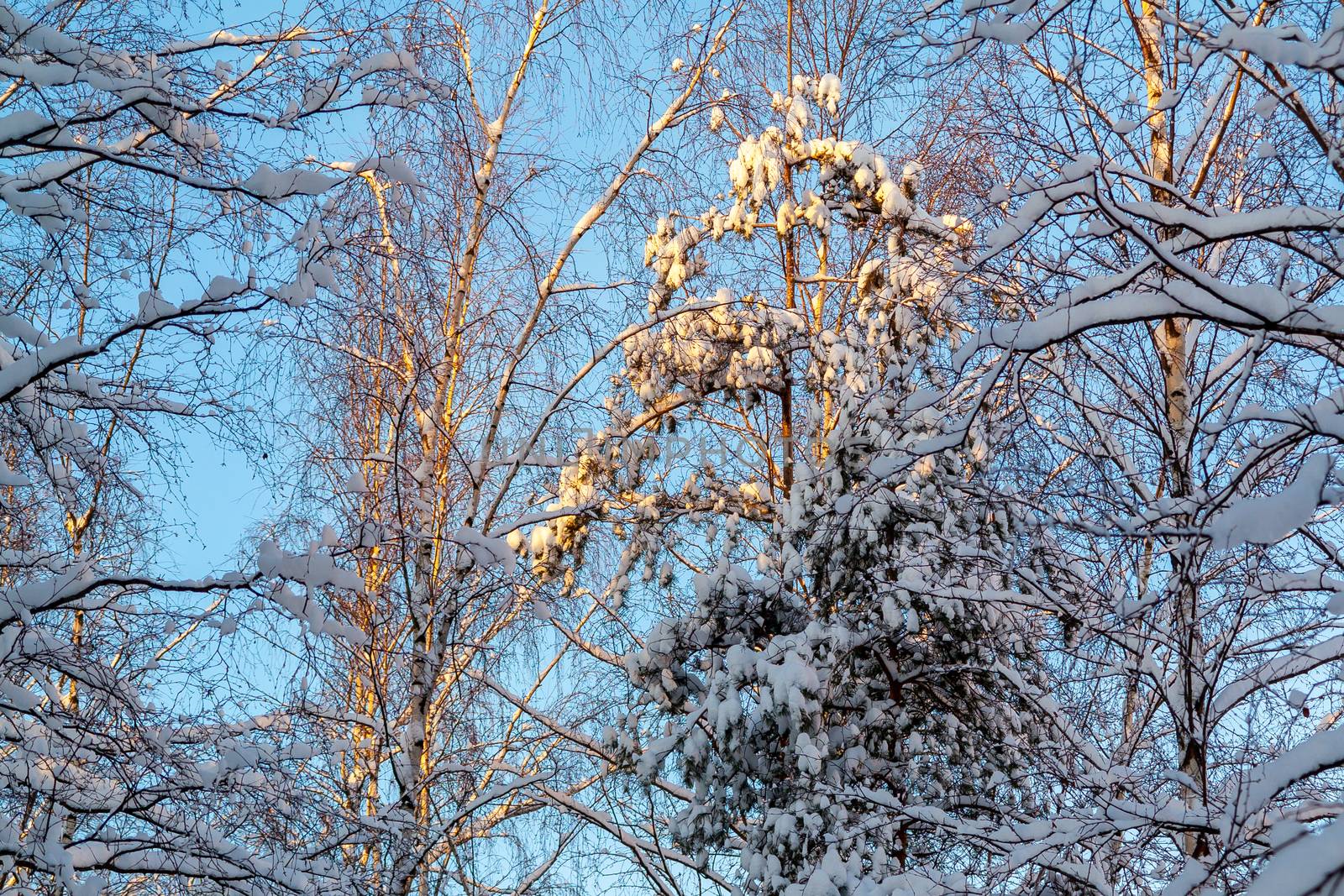 Snow-covered tree branches in the winter forest against the blue sky in the sunset light.