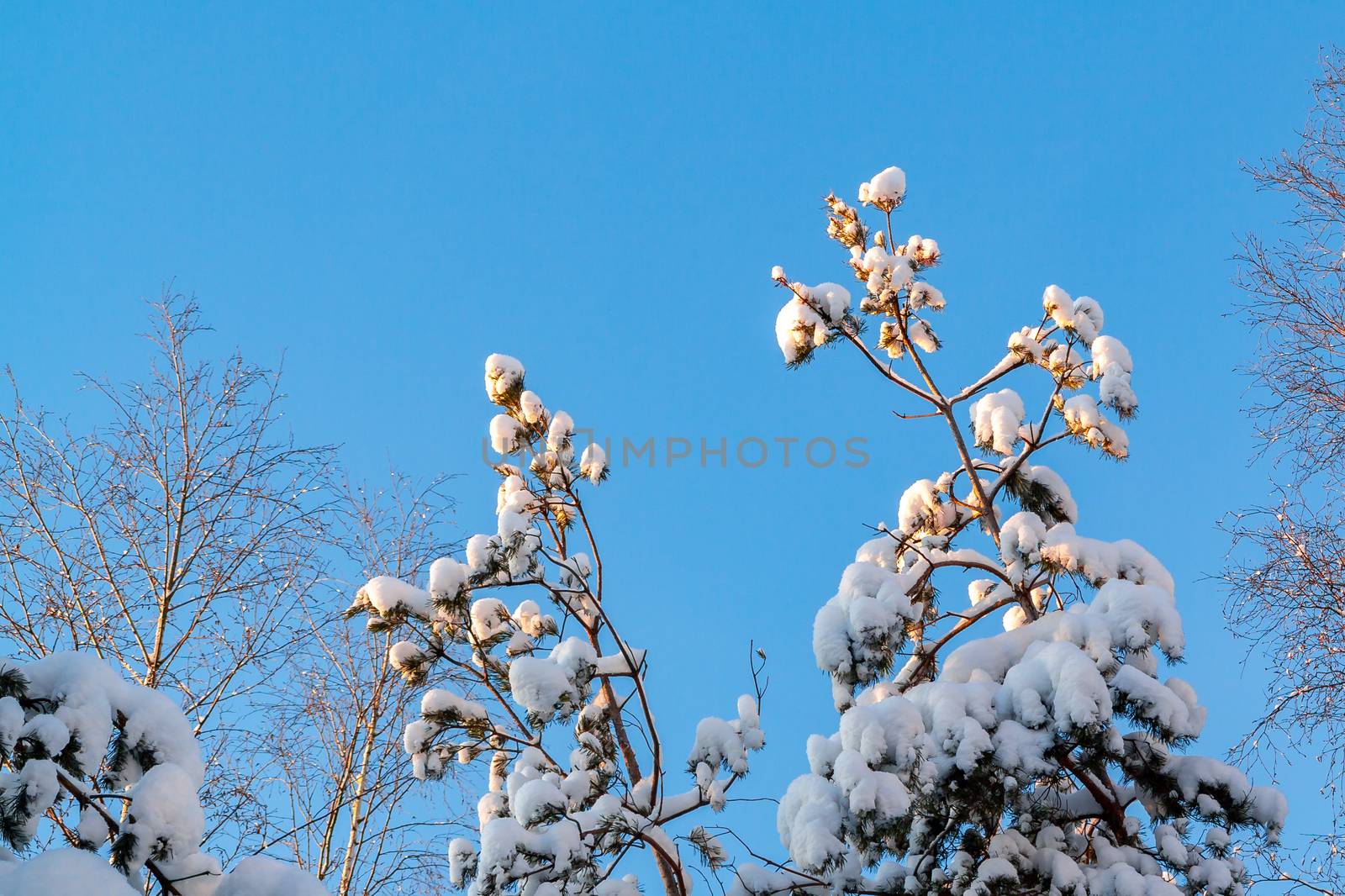 Snow-covered tree branches in the winter forest against the blue sky in the sunset light by galsand