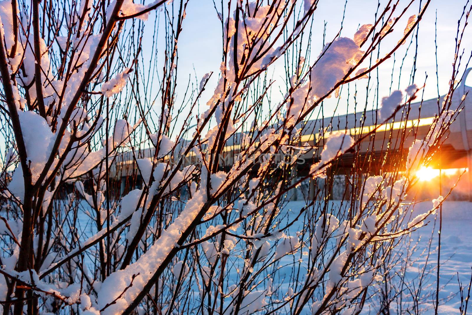 Beautiful winter landscape. Snow-covered branches of bushes in the light of sunset, can be used as a background or texture.