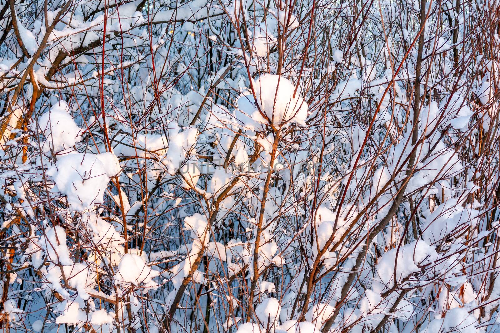 Beautiful winter landscape. Snow-covered branches of bushes in the light of sunset, can be used as a background or texture by galsand