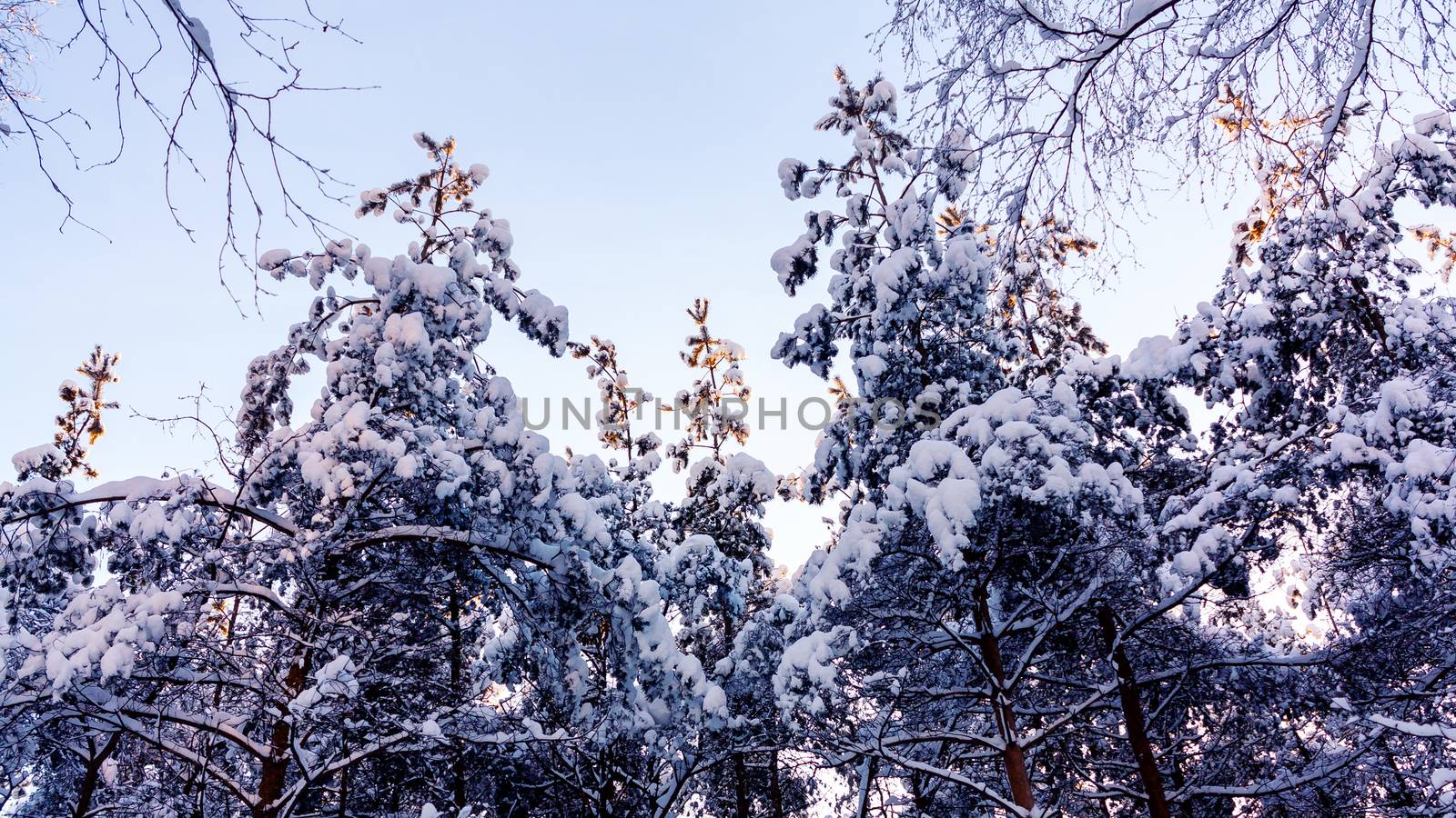 Snow-covered tree branches in the winter forest in the sunset light.