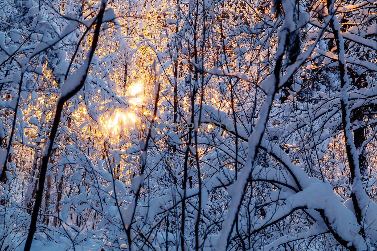 Beautiful winter landscape. Snow-covered branches of bushes in the light of sunset, can be used as a background or texture by galsand