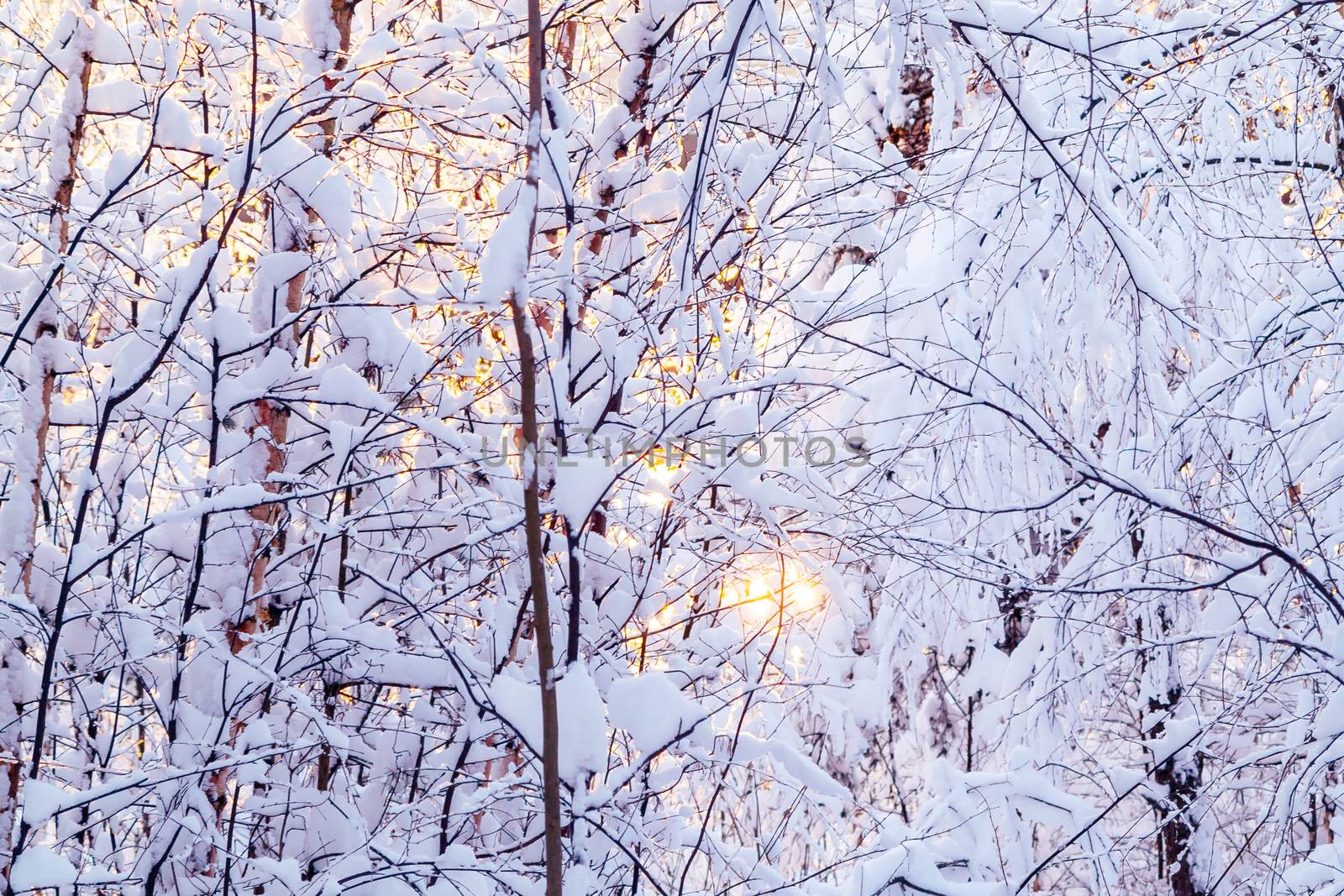 Beautiful winter landscape. Snow-covered branches of bushes in the light of sunset, can be used as a background or texture.