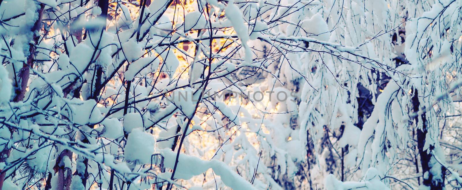 Beautiful winter landscape. Snow-covered branches of bushes in the light of sunset, can be used as a background or texture by galsand