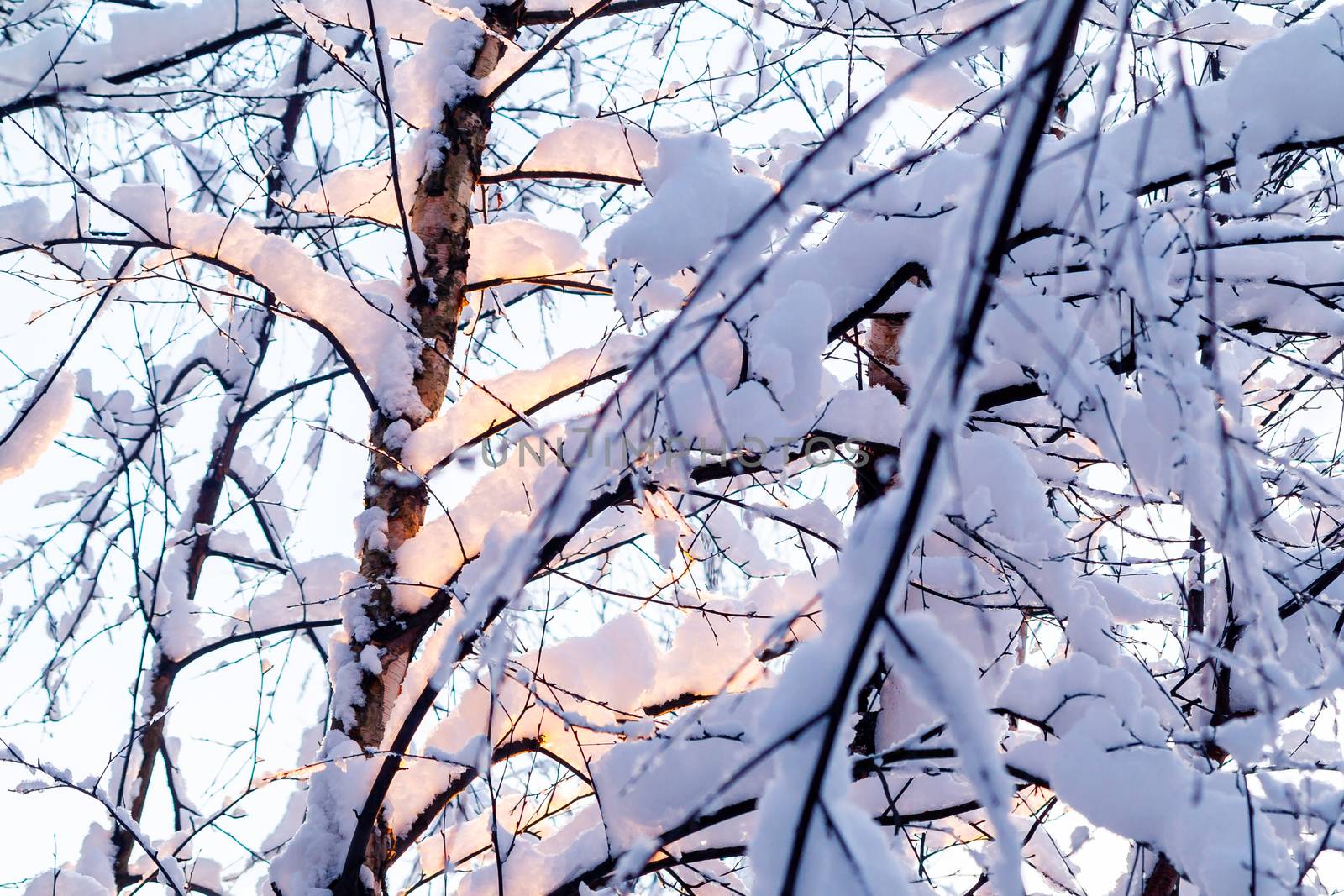 Beautiful winter landscape. Snow-covered branches of bushes in the light of sunset, can be used as a background or texture by galsand