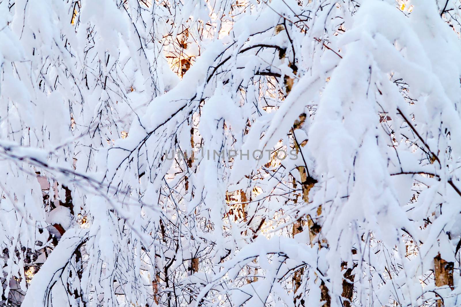 Beautiful winter landscape. Snow-covered branches of bushes in the light of sunset, can be used as a background or texture by galsand