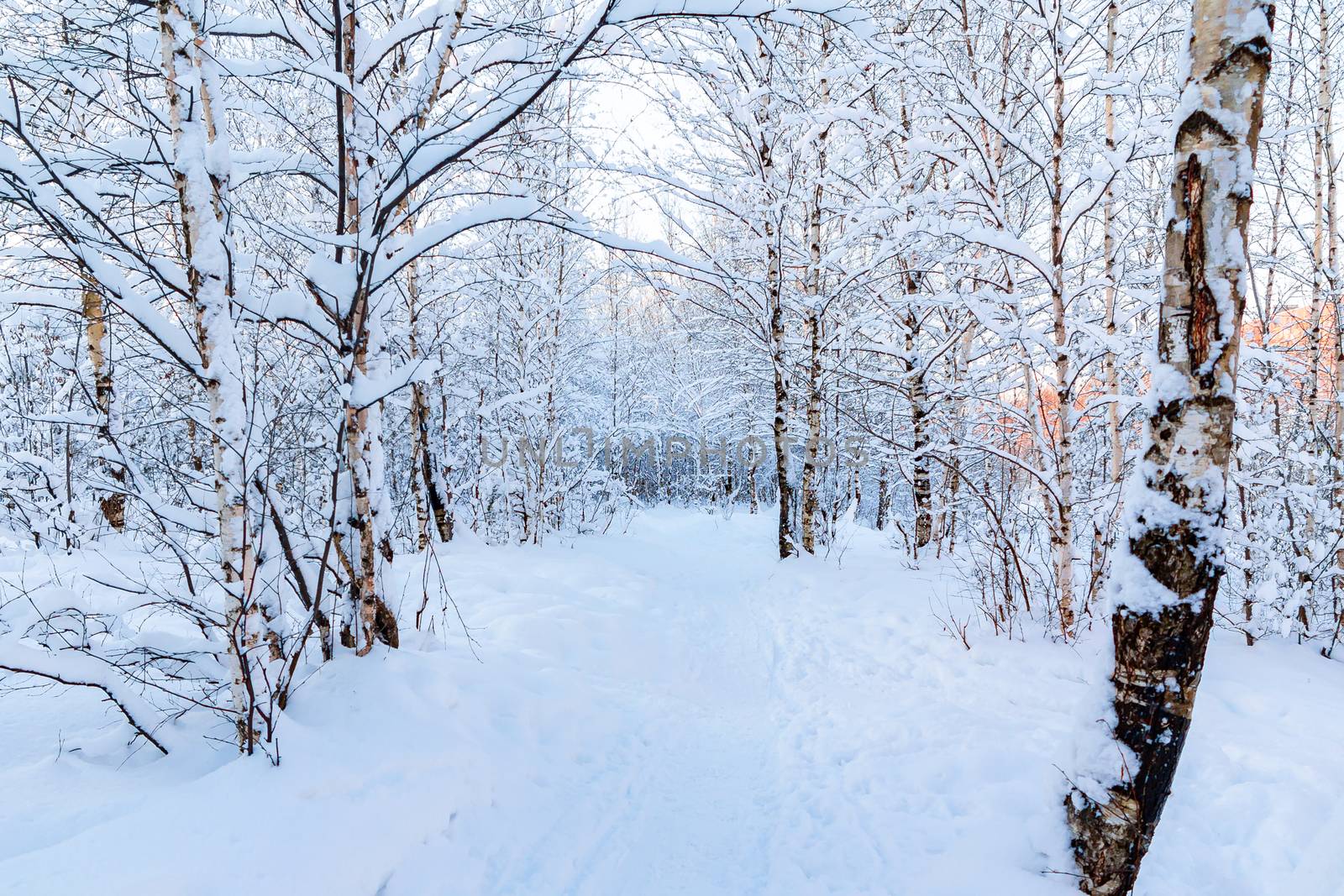 Snow-covered tree branches in the winter forest against the blue sky in the sunset light by galsand