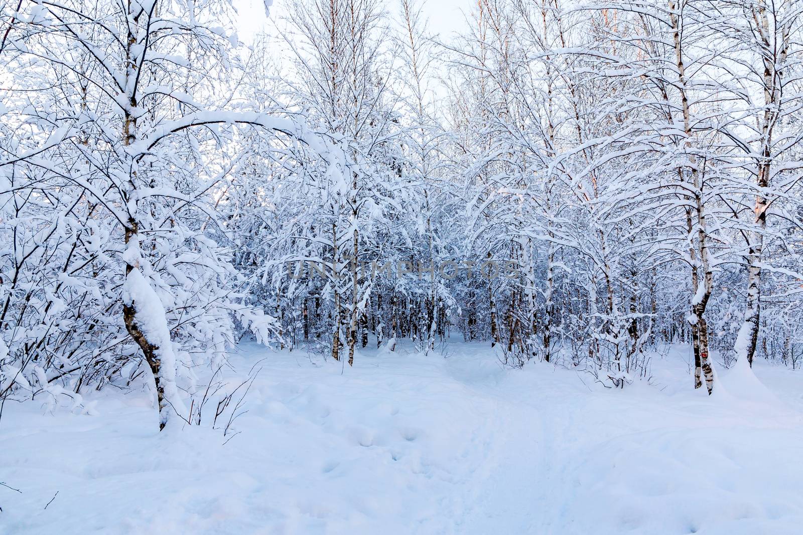 Snow-covered tree branches in the winter forest against the blue sky in the sunset light by galsand