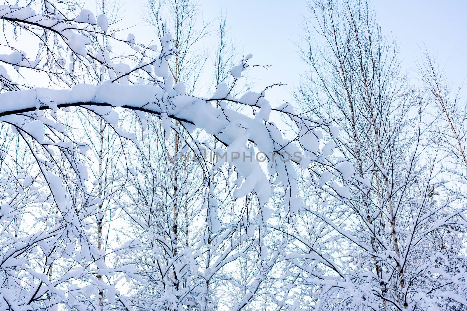 Beautiful winter landscape. Snow-covered branches of bushes in the light of sunset, can be used as a background or texture.