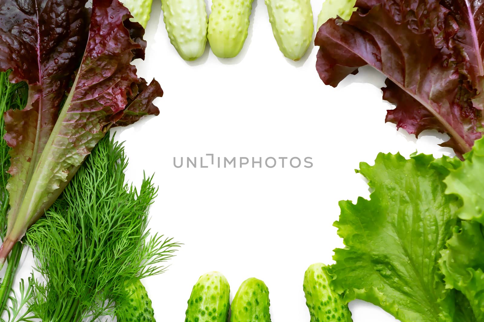 Background in the form of a frame with a place for text of fresh cucumbers, leaf lettuce and dill - ingredients for preparing summer salad of their vegetables, isolated on white by galsand