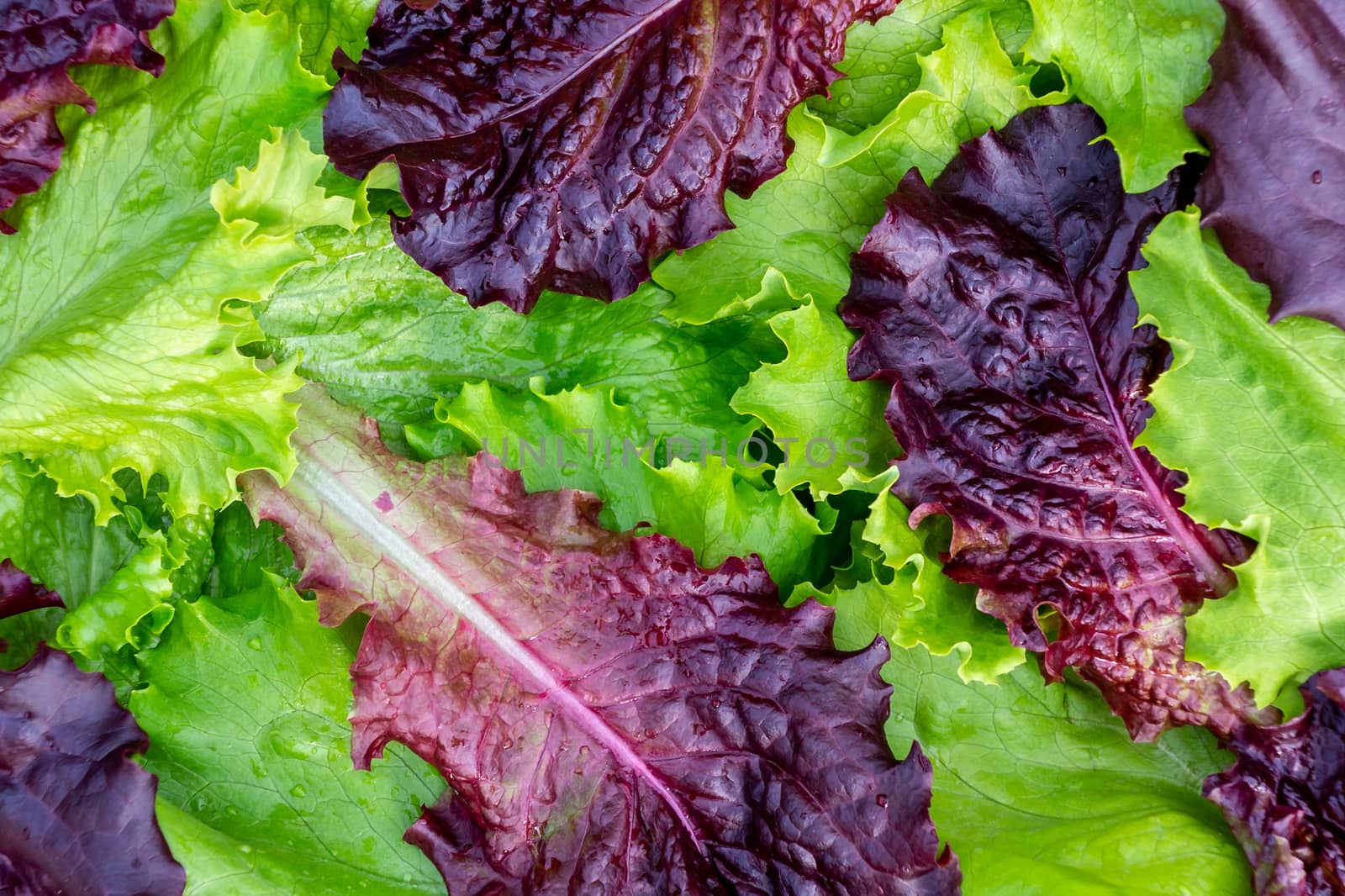 Fresh cut leaves of green and pupprple lettuce texture, top view by galsand