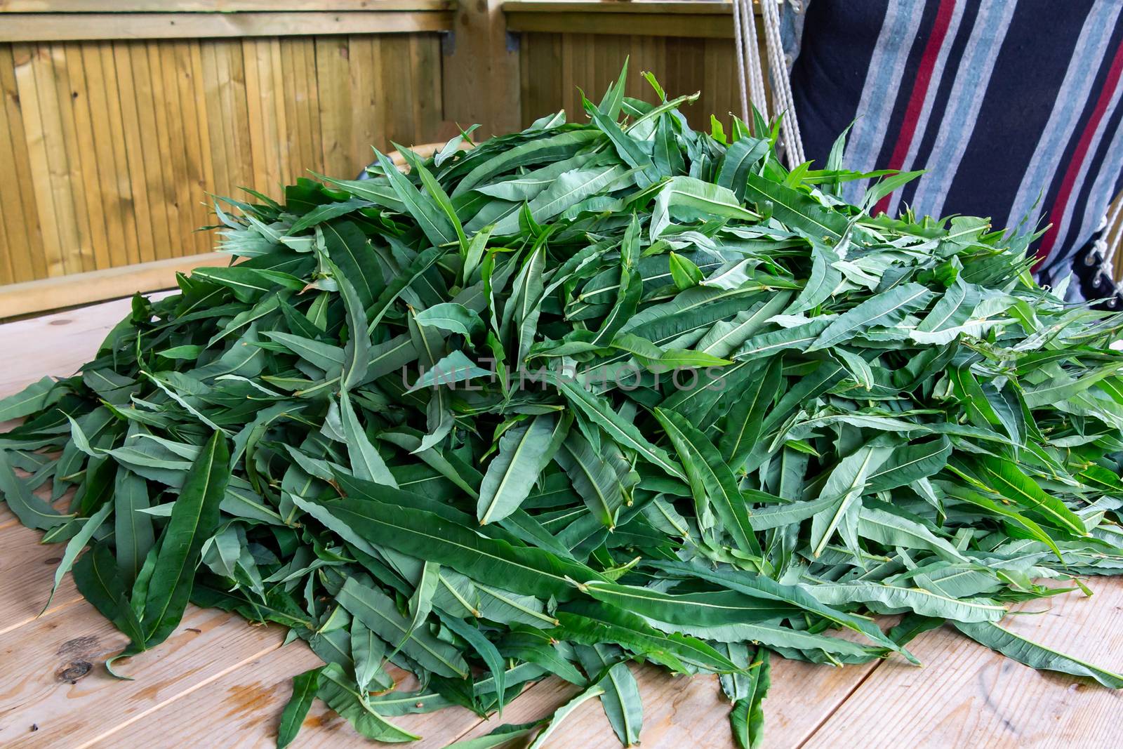 blooming sally leaves - raw materials for making traditional Russian Koporsky tea also known as Ivan Tea by galsand