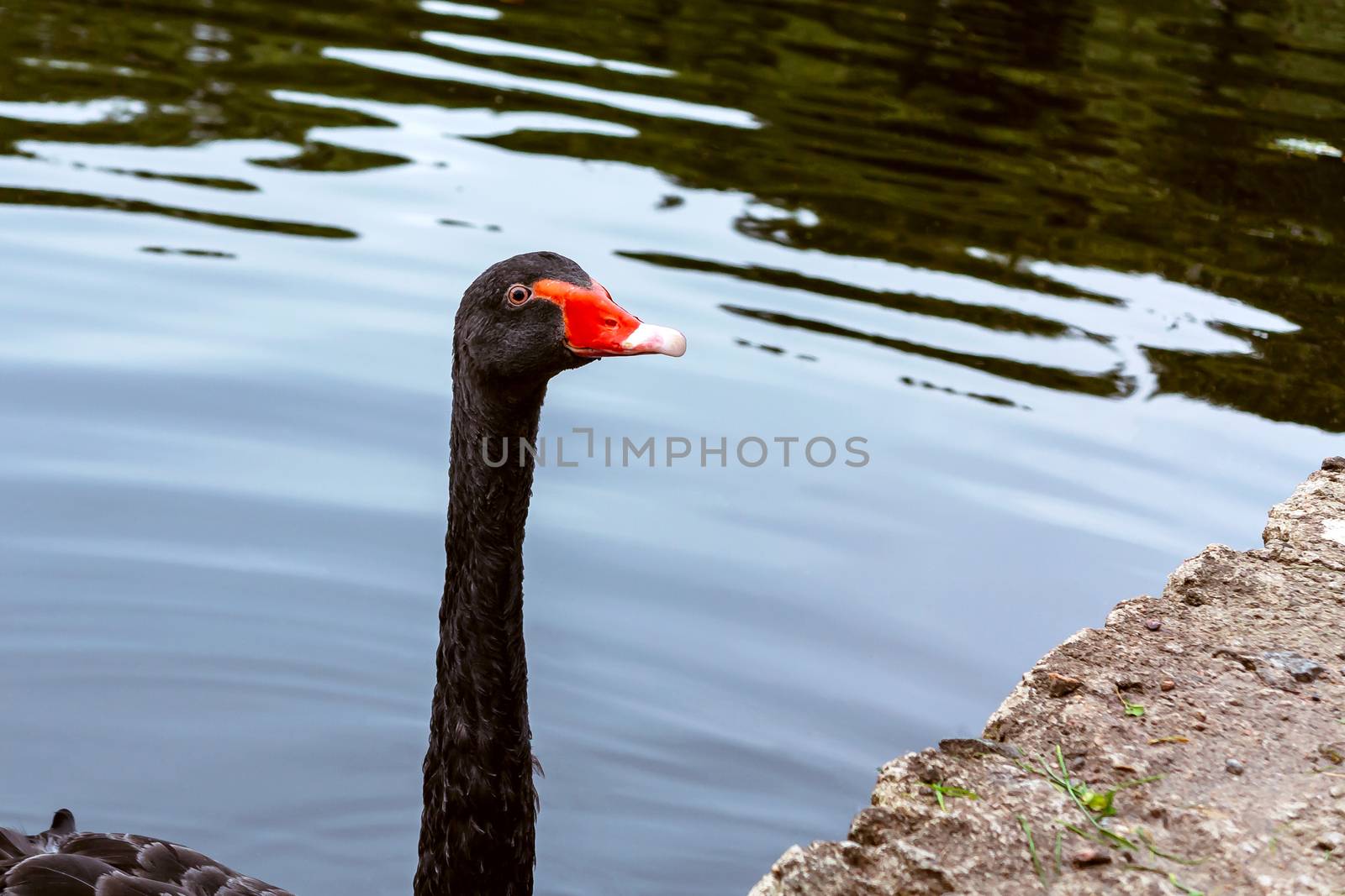 Beautiful black swan swims in a pond in a city park.