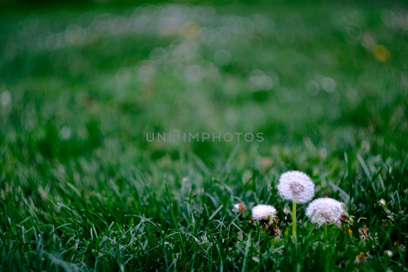 Three dandelions in a podium like formation come from the grass with several blurred flowers in the background in Pamplona, Spain by mikelju