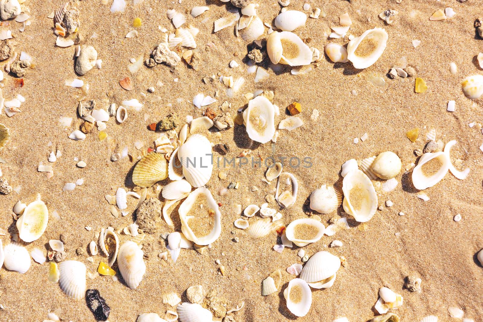 surface of the sea coast of a variety of shells, texture background by galsand