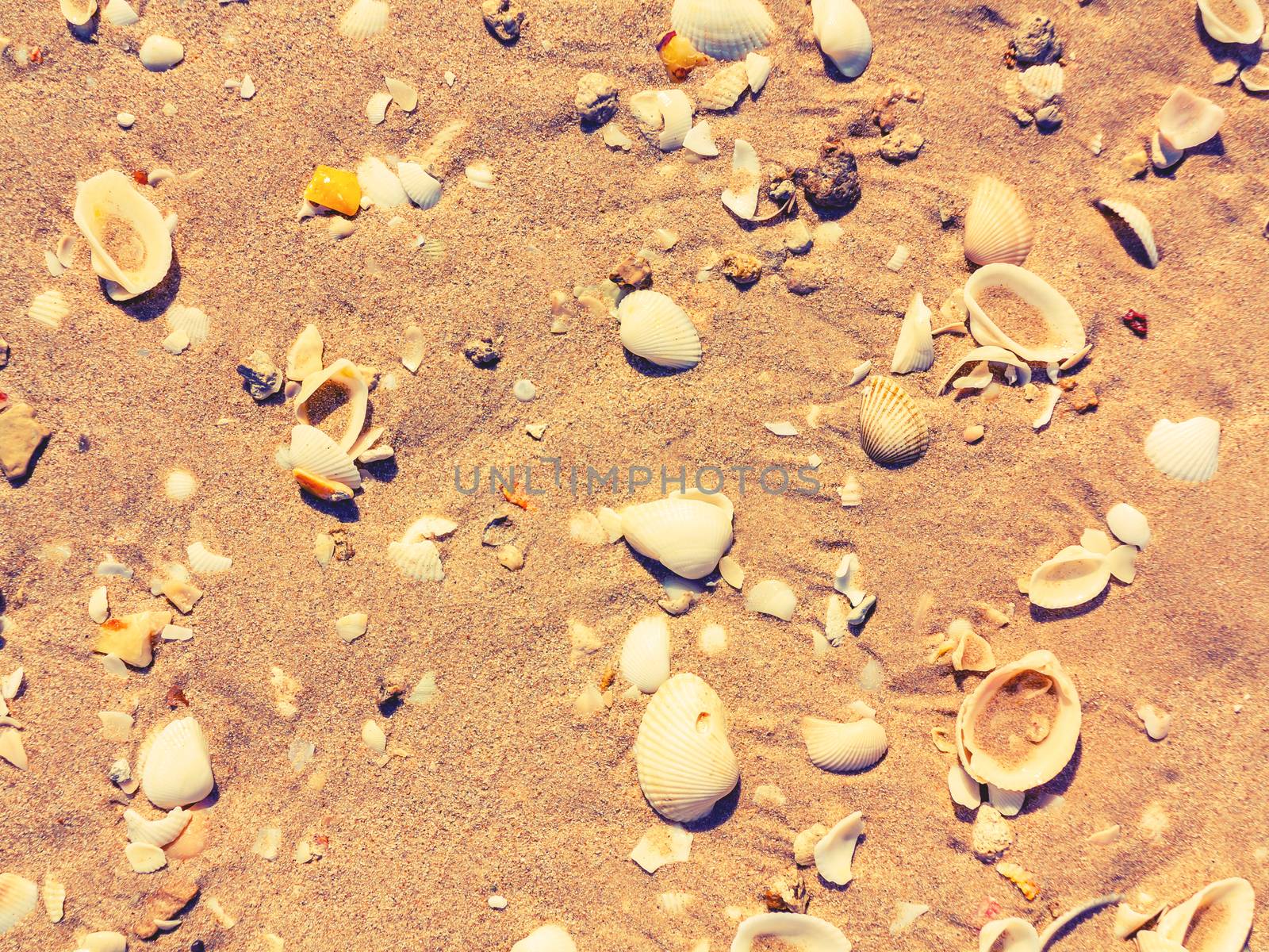 surface of the sea coast of a variety of shells, texture background.