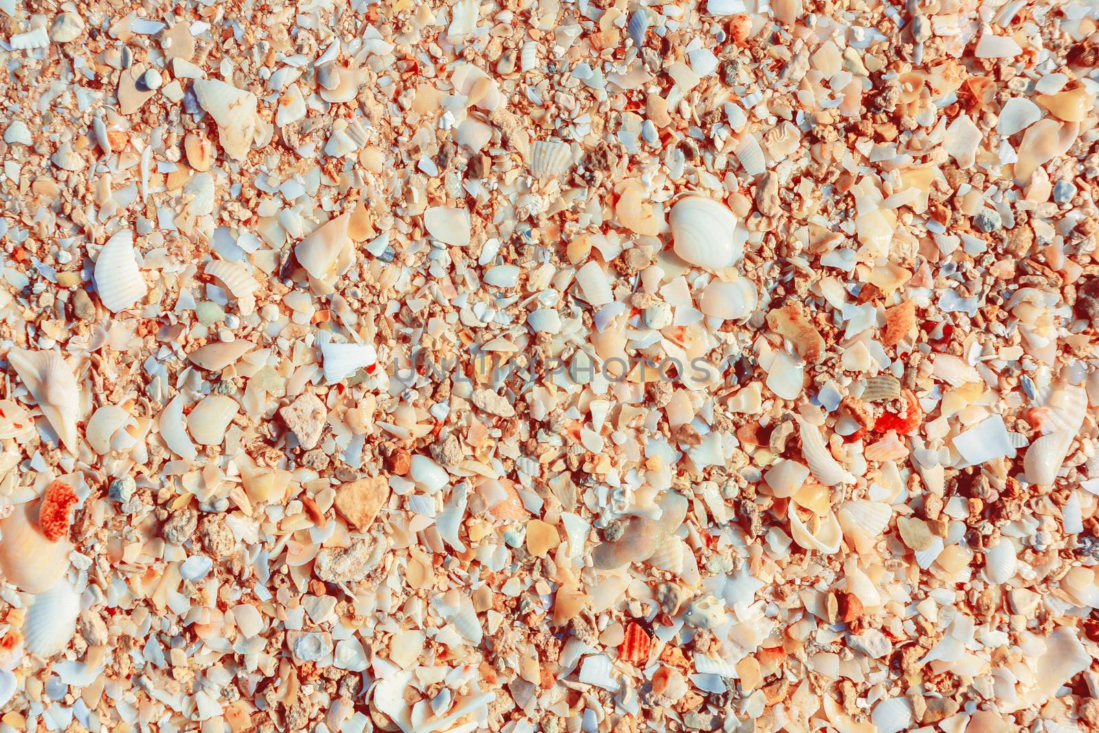 surface of the sea coast of a variety of shells, texture background.