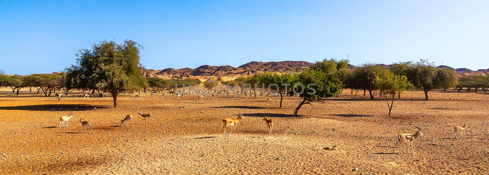 Panoramic view of the safari park on the island of Sir Bani Jas with walking antelope.