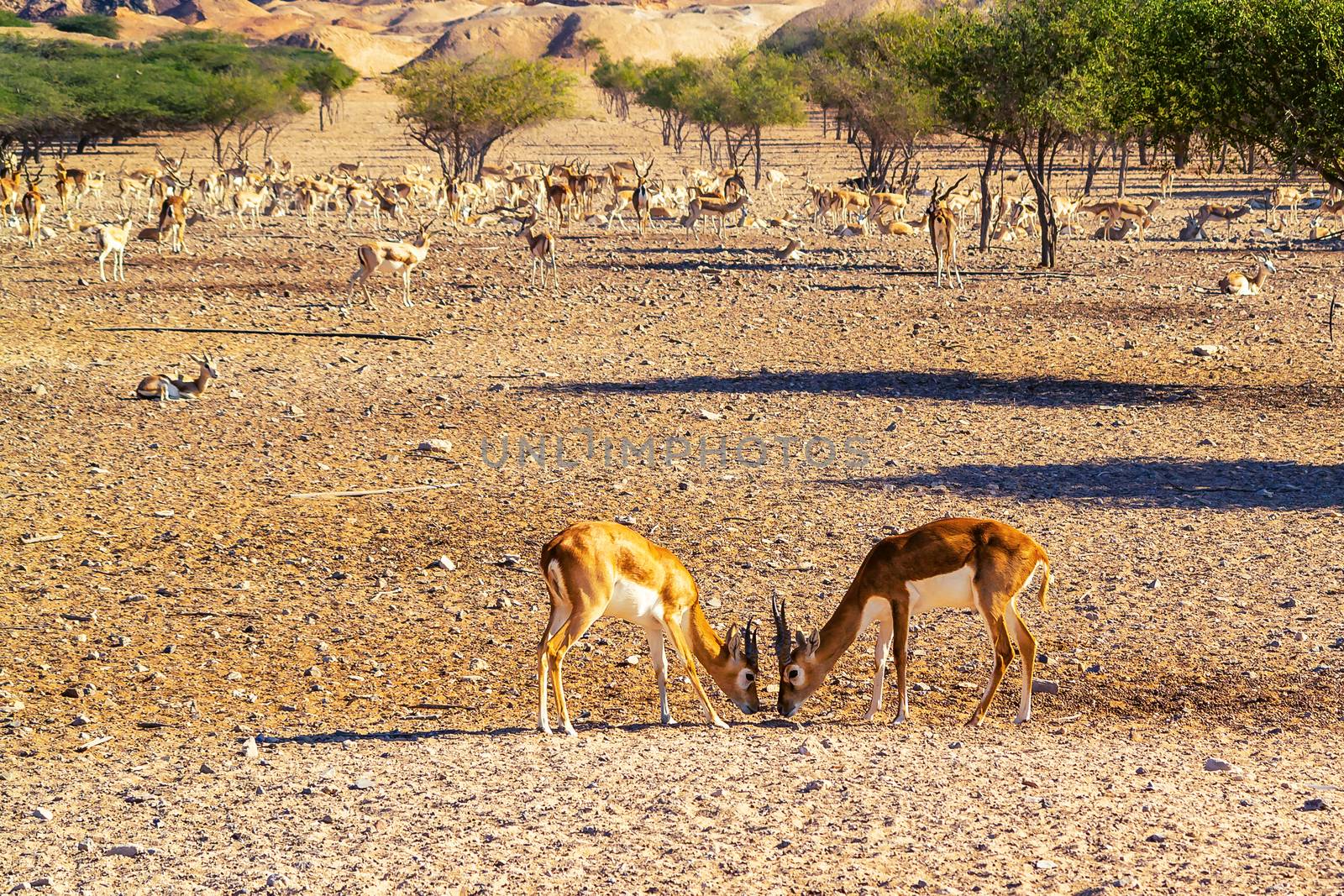 Fight of two young antelopes in a safari park on Sir Bani Yas Island, Abu Dhabi, UAE.