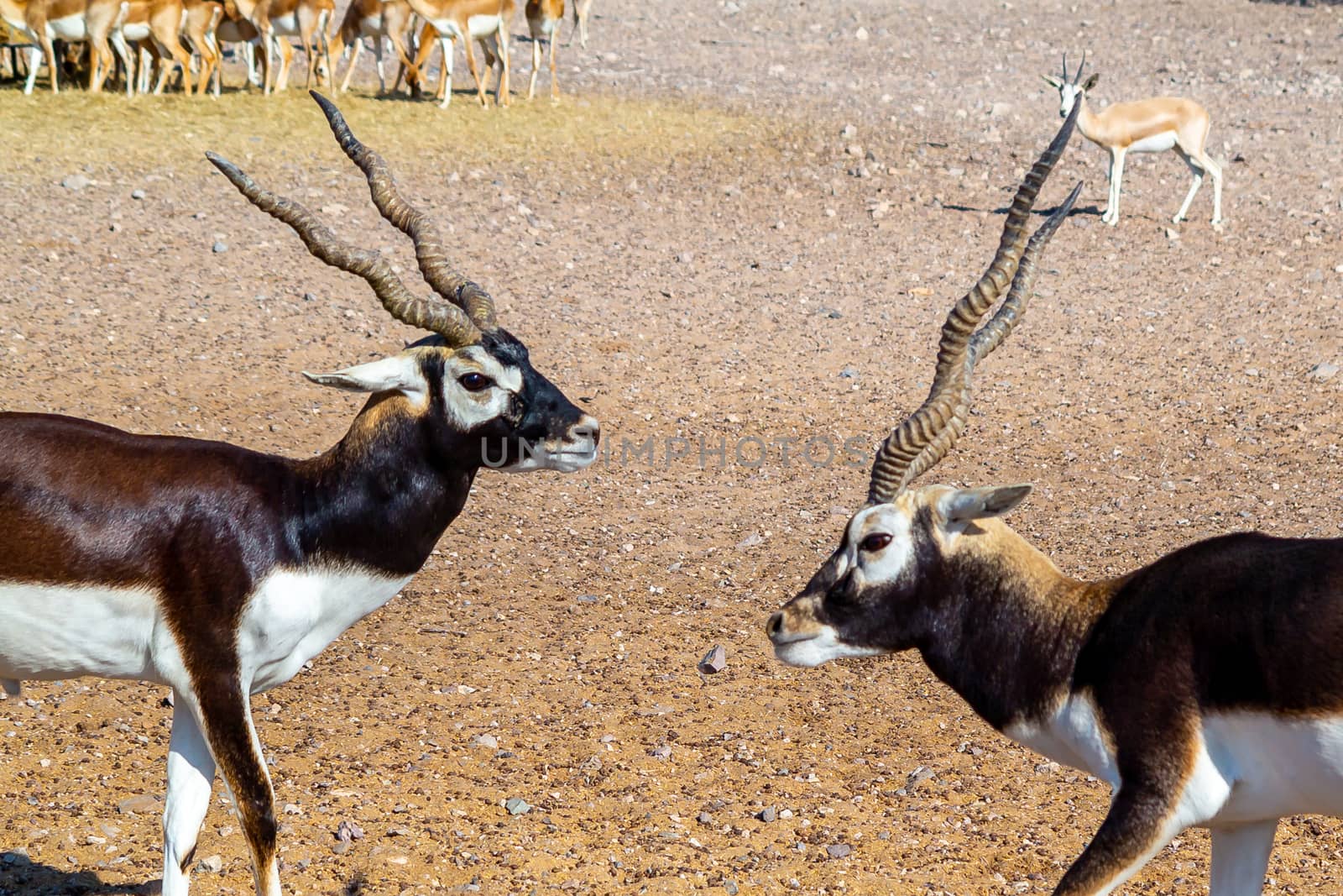 Fight of two young antelopes in a safari park on Sir Bani Yas Island, Abu Dhabi, UAE.