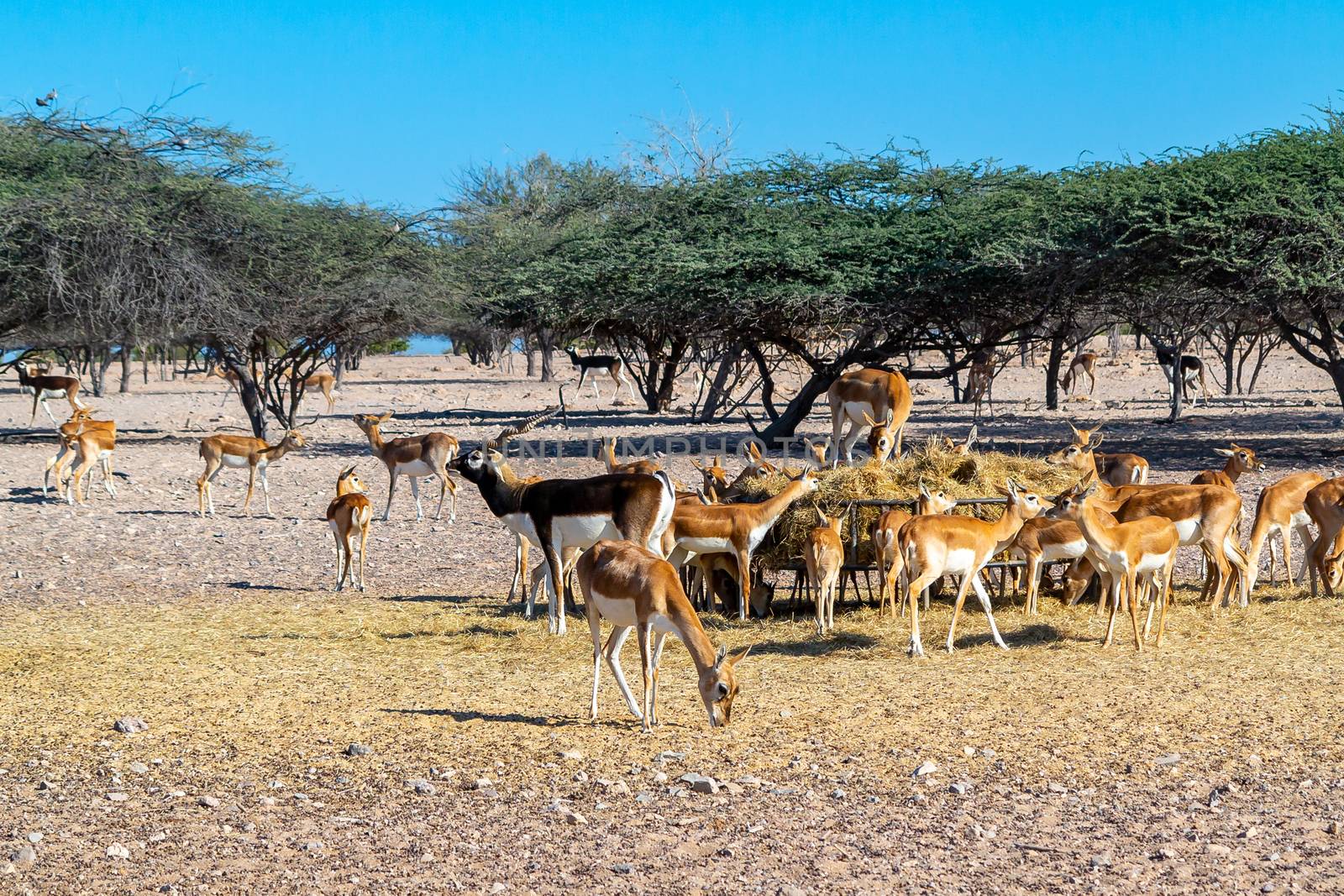 Antelope group in a safari park on the island of Sir Baki Yas, United Arab Emirates by galsand