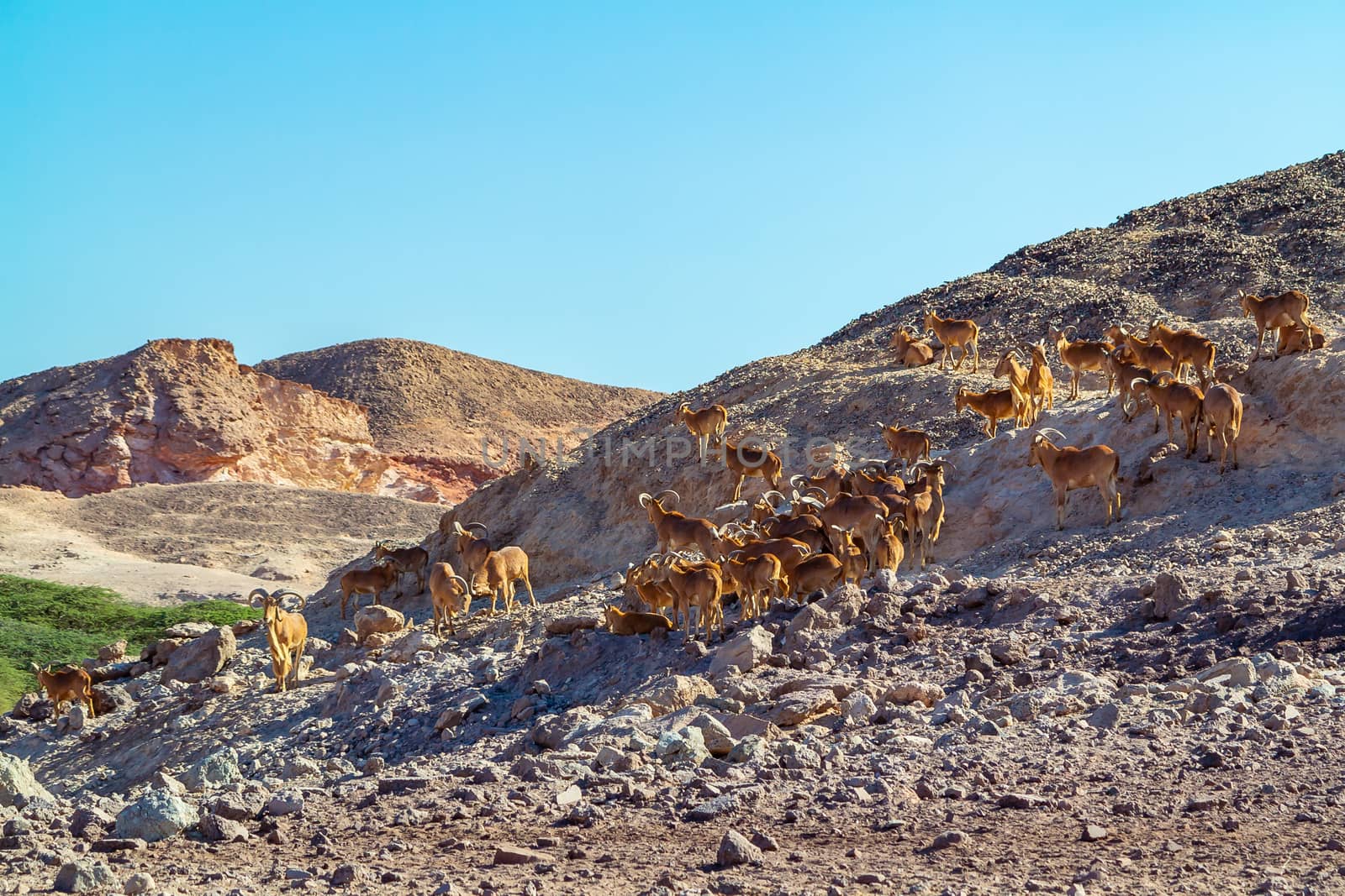 Group of Ovis ammon mountain sheep in a safari park on the island of Sir Bani Yas, United Arab Emirates by galsand