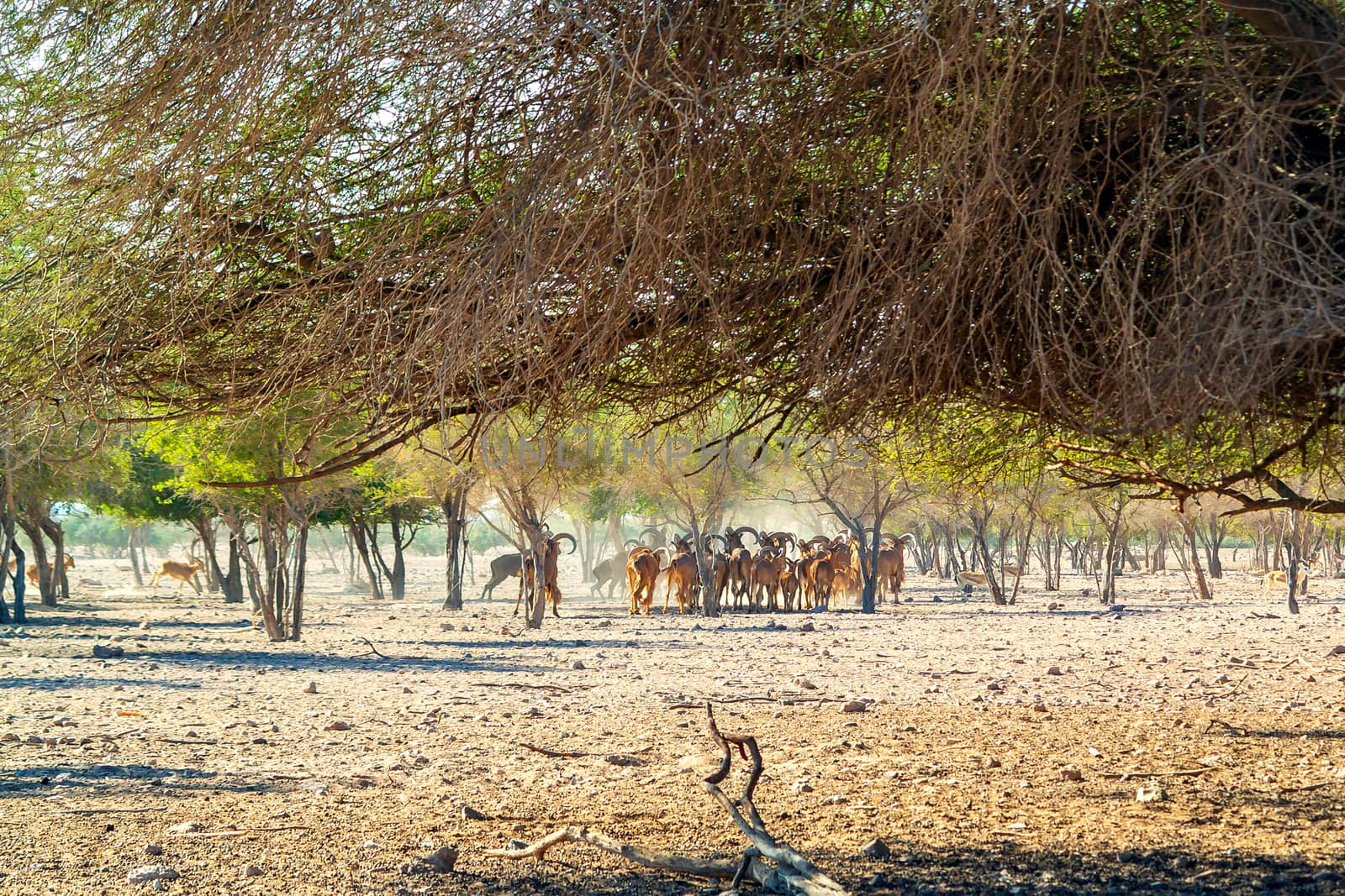 Group of antelopes and mountain sheep in a safari park on the island of Sir Bani Yas, United Arab Emirates by galsand