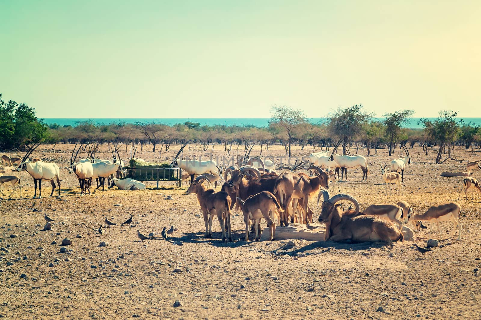 Group of antelopes and mountain sheep in a safari park on the island of Sir Bani Yas, United Arab Emirates.