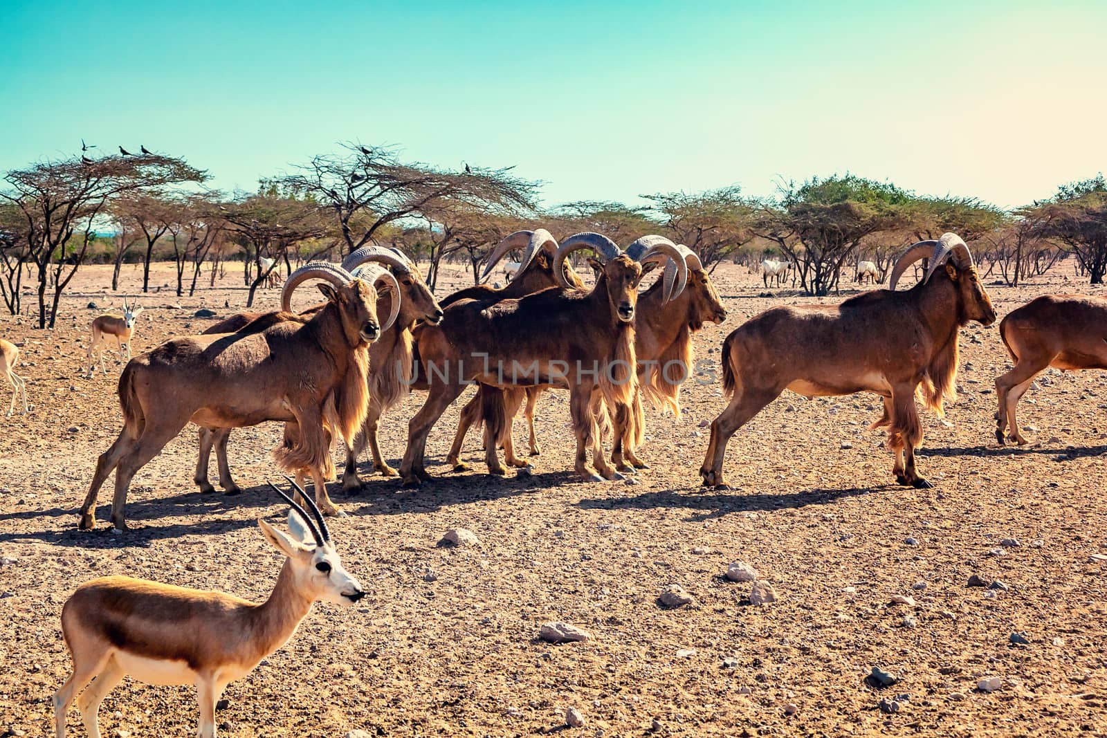 Group of Ovis ammon mountain sheep in a safari park on the island of Sir Bani Yas, United Arab Emirates.