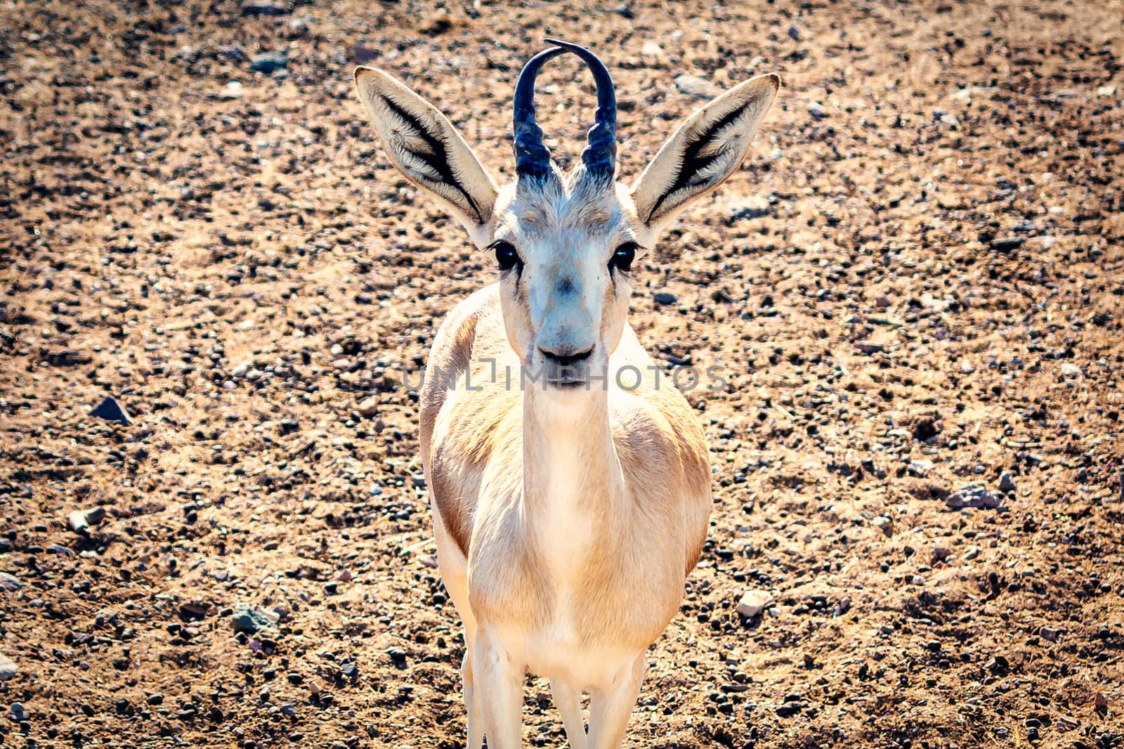 Young antelope looks into the camera in a safari park on the island of Sir Bani Yas, United Arab Emirates.