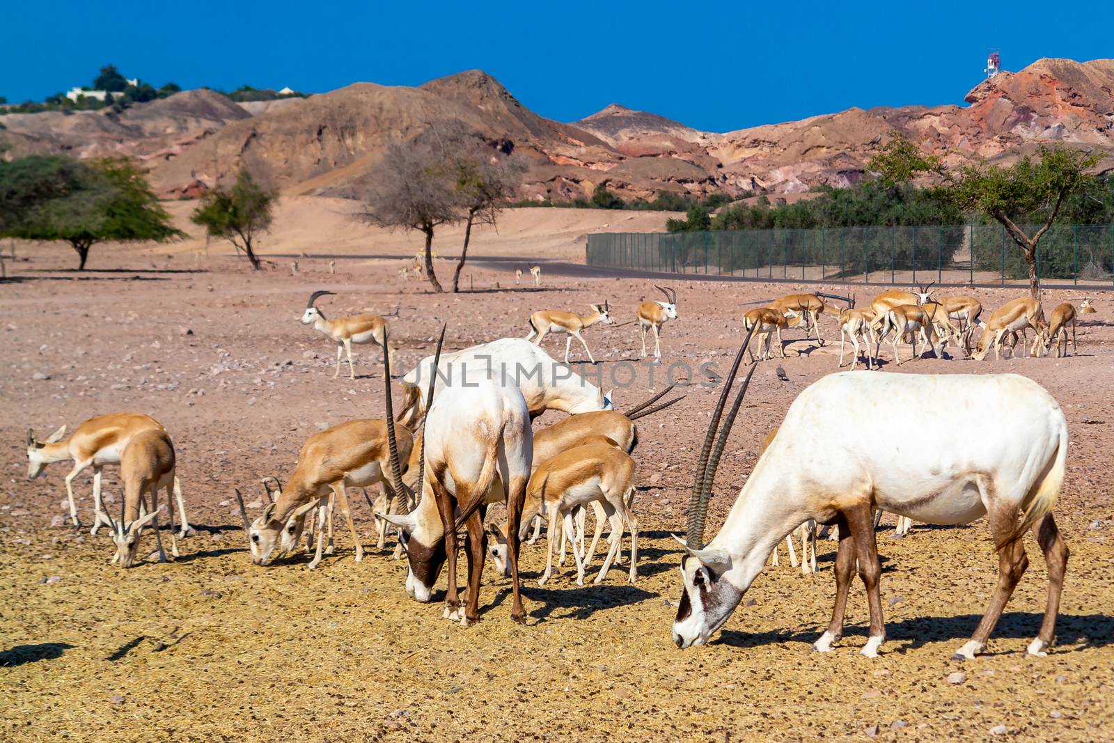 Antelope group in a safari park on the island of Sir Bani Yas, United Arab Emirates by galsand