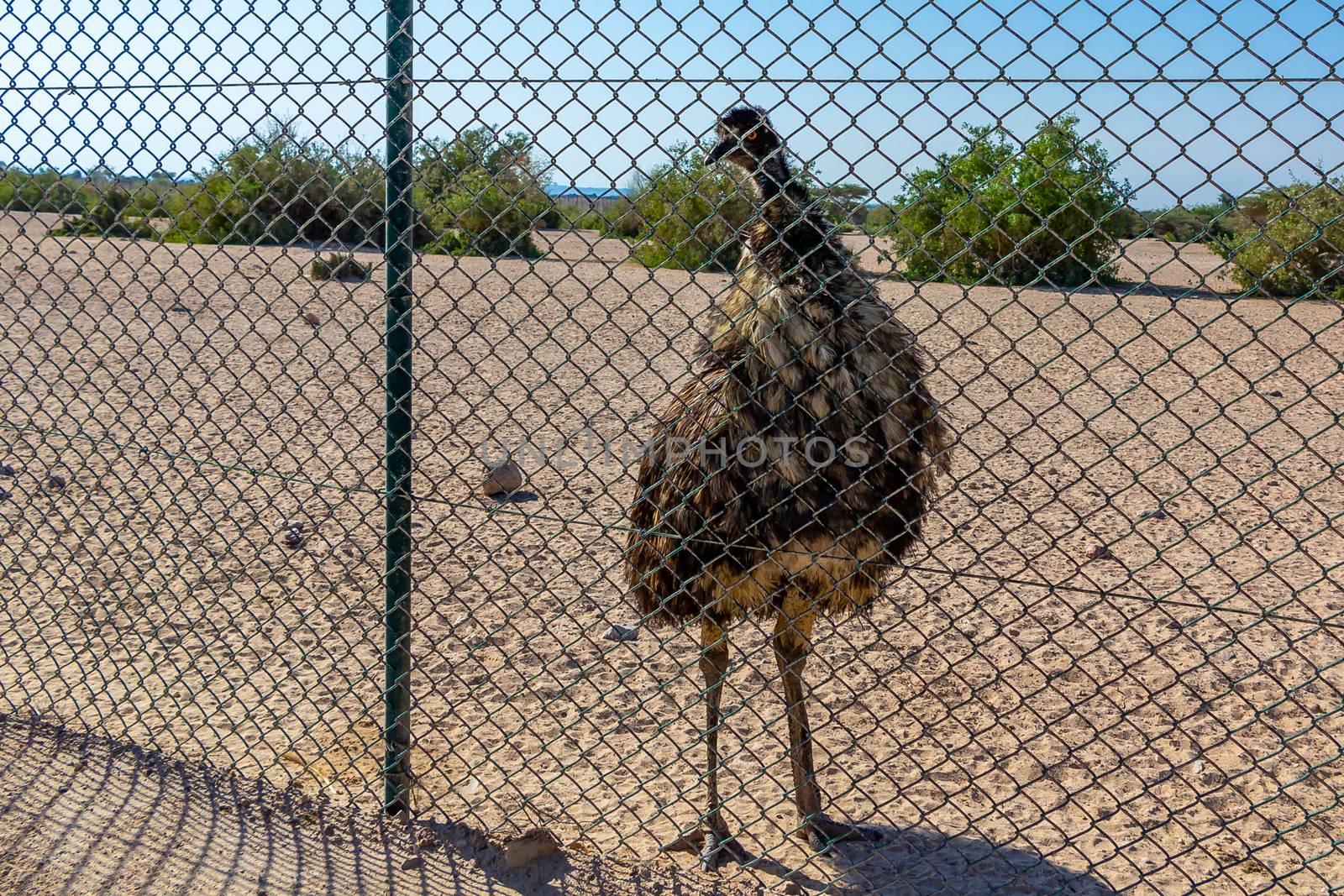 Big Dromaius novaehollandiae Emu bird in safari park posing for tourists by galsand
