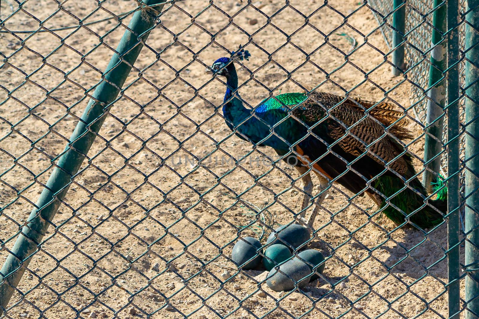 Male peacock and a bunch of big blue eggs on the sand in Safari Park.