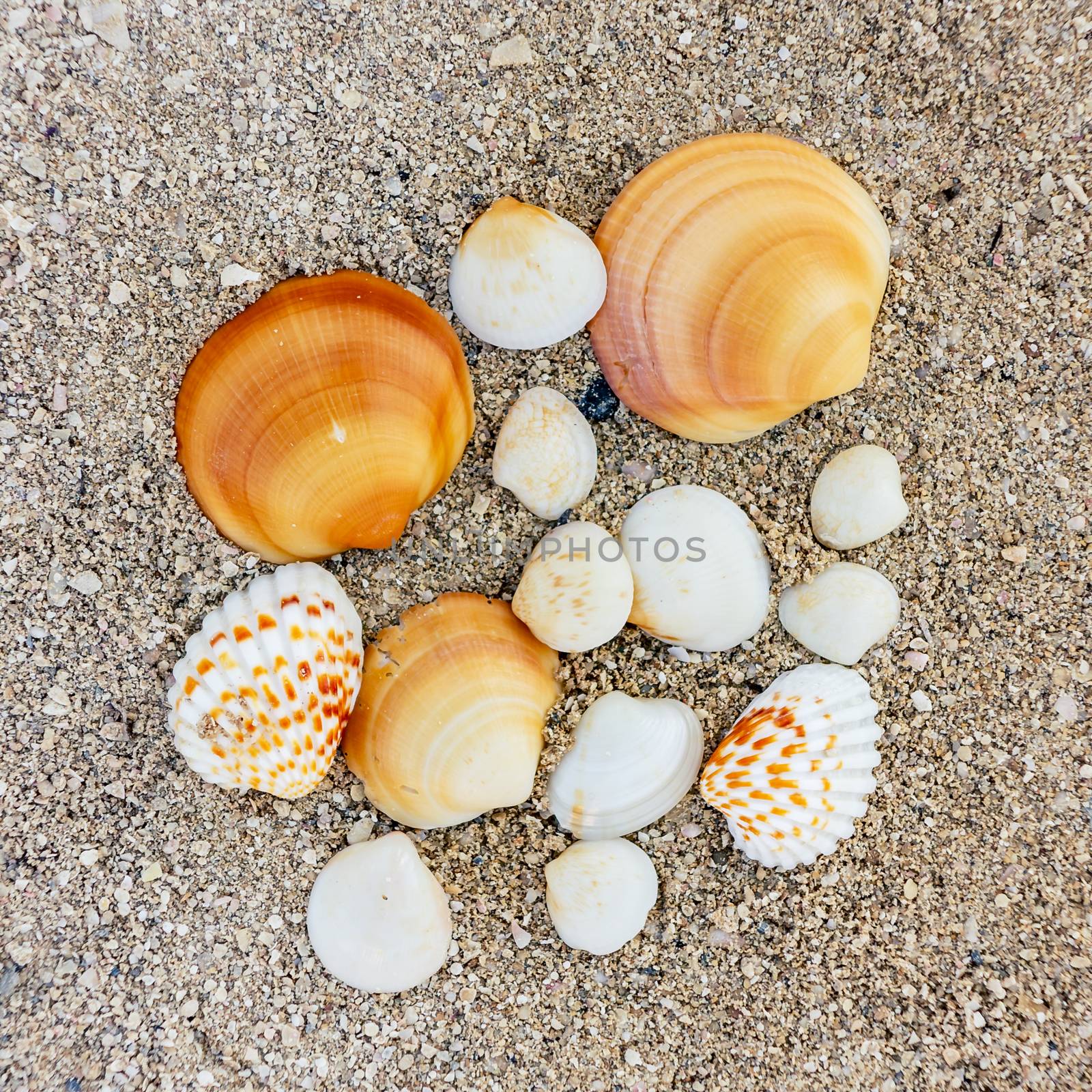 Several seashells of different shapes in the sand on the sea coast.